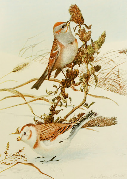 Tree SparrowSnowflake 1858