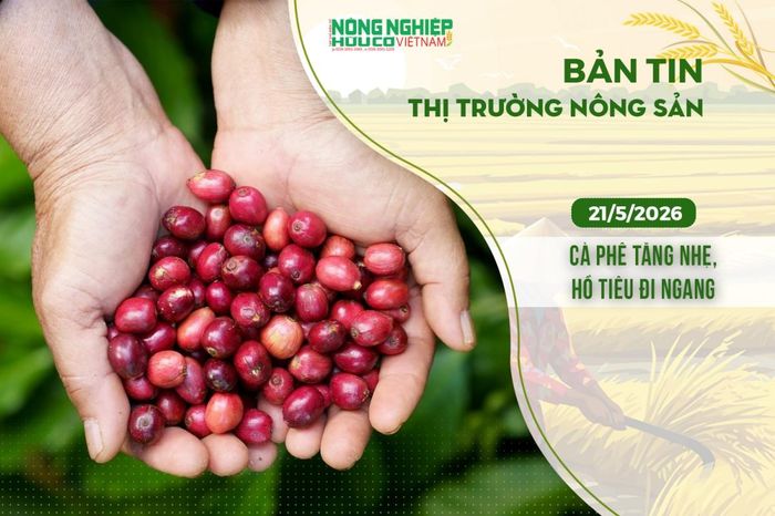 Thị trường nông sản 21/5/2026: Cà phê tăng nhẹ, hồ tiêu đi ngang - Nông nghiệp Hữu cơ Việt Nam