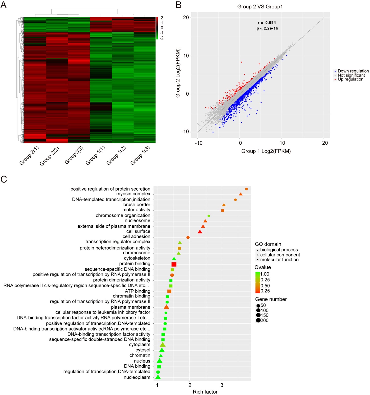 Efficient production of recombinant mAbs mediated by a MAR-enhanced transposon vector combined with blasticidin selection in CHO cells