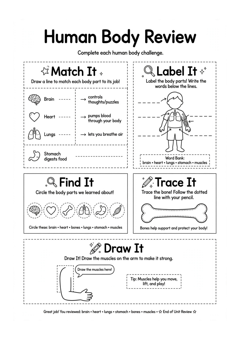 Human Body Review