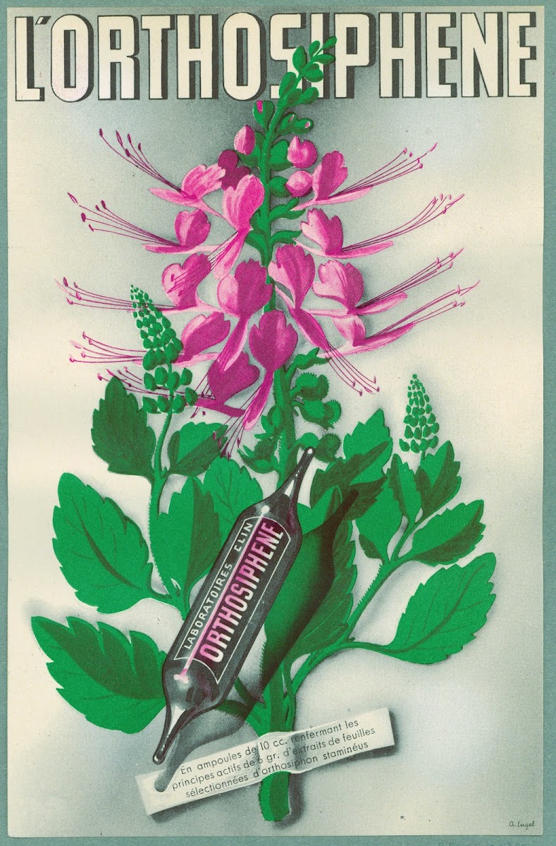 LOrthosiphene 1910 1950