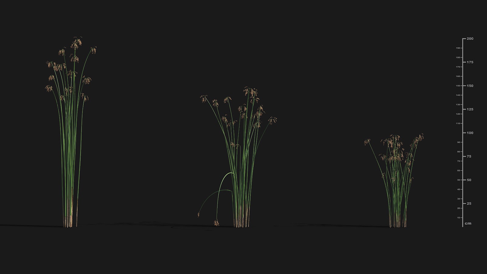 Maxtree - Plant Models Vol.29