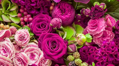 Beautiful Pink Flowers, Flower, Rose, Pink, Flower Bouquet 2K iPhone Wallpaper Background