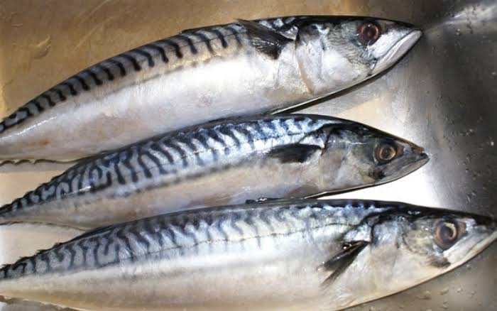 TITUS MACKEREL