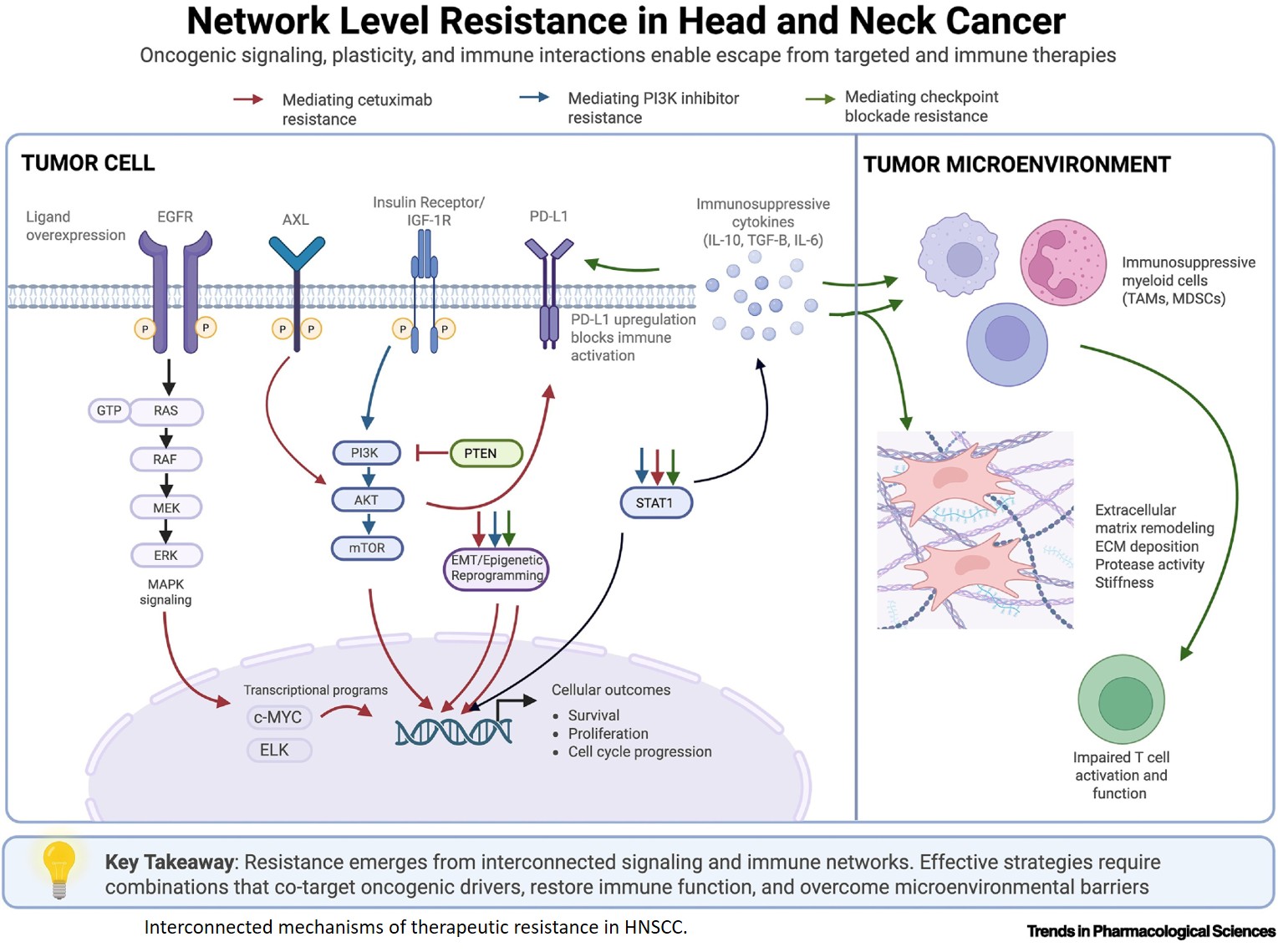 Next-generation HNSCC treatment