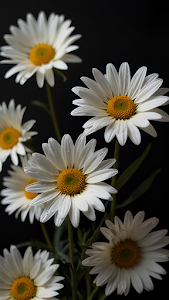 White Daisy Flowers Dark Background Macro Shot