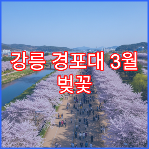 강릉 경포대 3월 벚꽃 야경 드론 촬영 허용 팁 공유