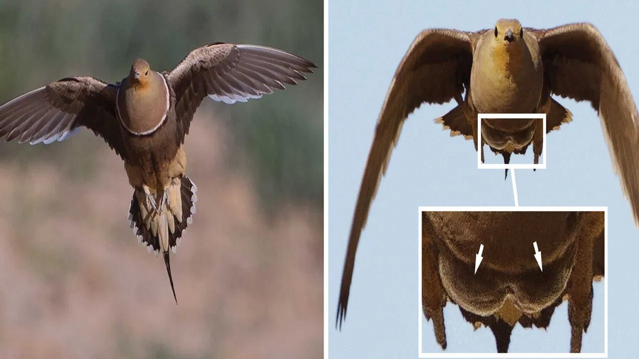 Sandgrouse Carries Water in Its Feathers to Save Chicks