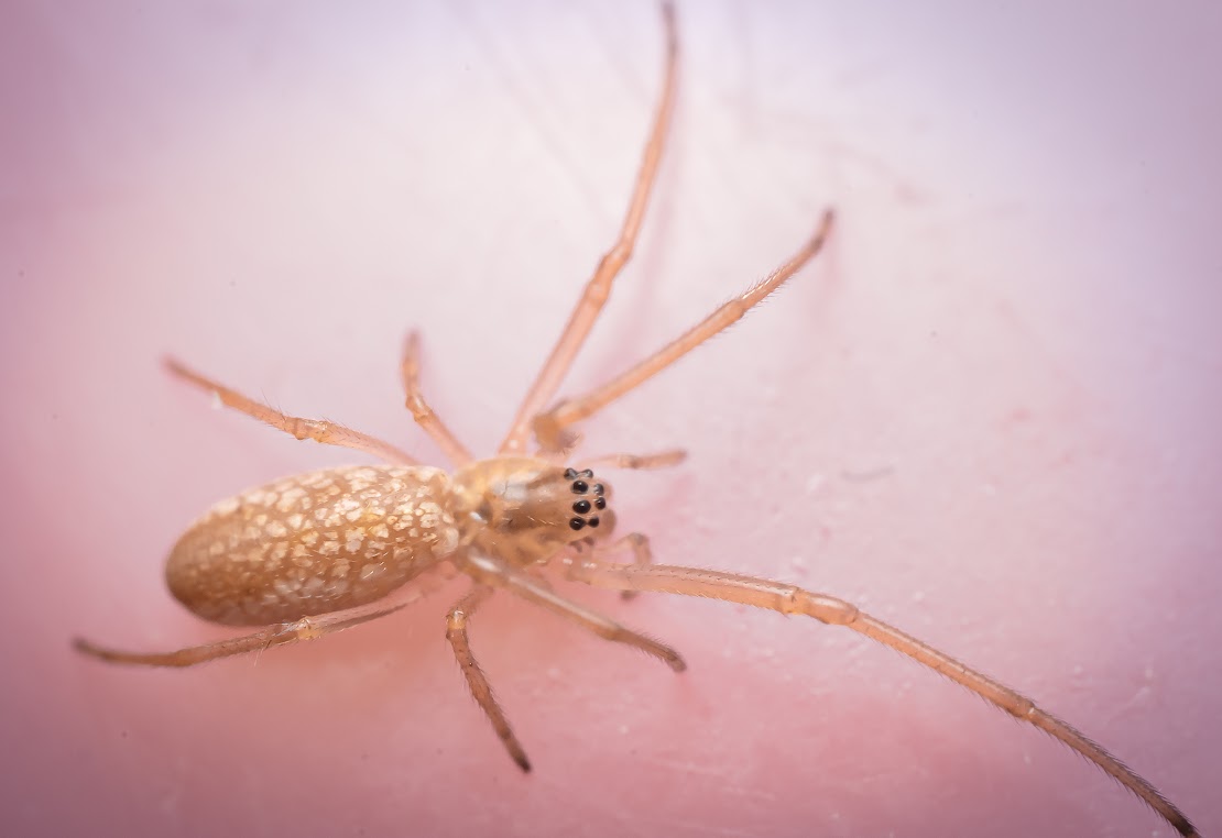 Tetragnatha sp.