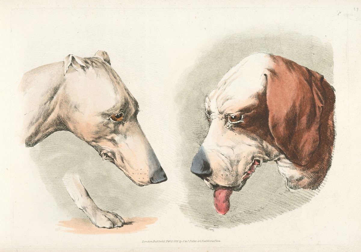 Two dogs heads and a paw 1817 1818