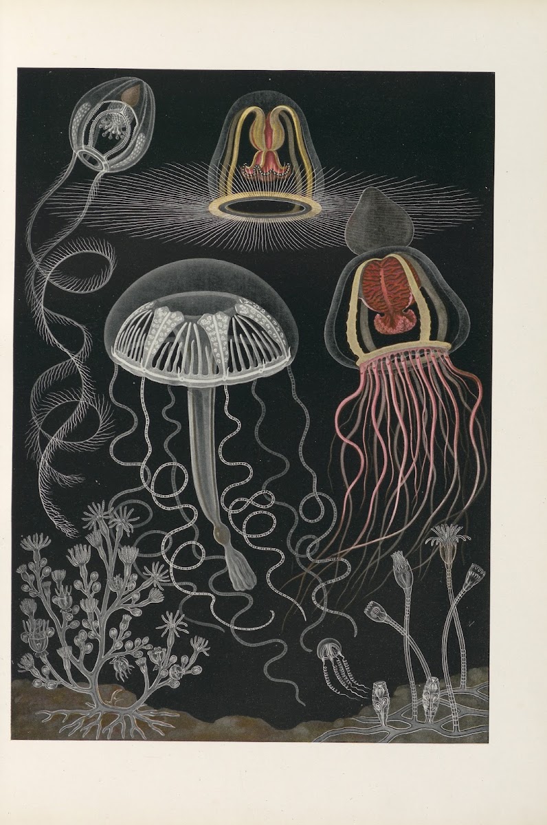Scyphozoen und Anthozoen Scheibenquallen und Blumentiere 1909