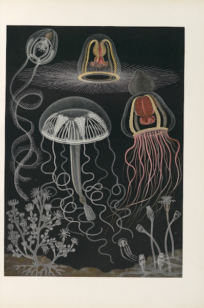 Scyphozoen und Anthozoen Scheibenquallen und Blumentiere 1909