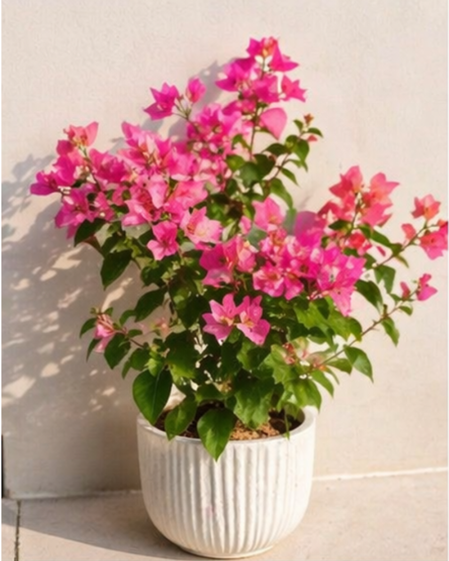 Imported Skyline Bougainvillea Plant — view 5