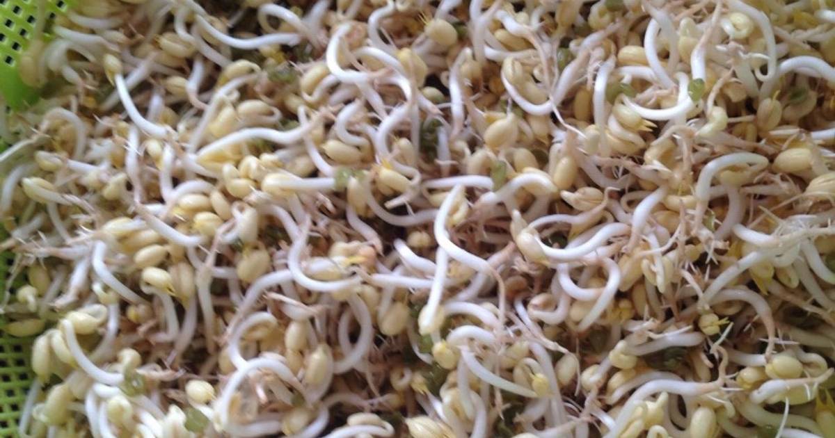 Cách làm giá đỗ bằng vỏ hộp sữa
