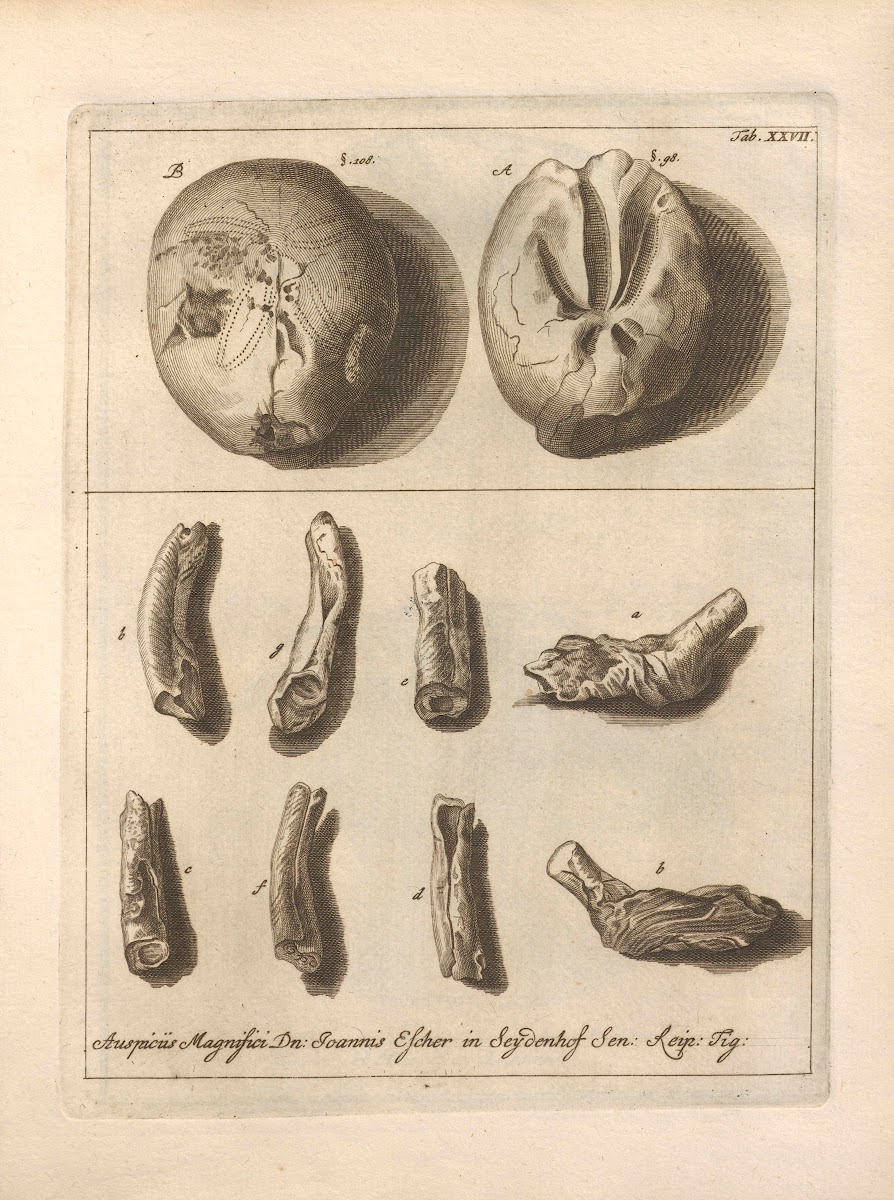 Naturalis Dispositio Echinodermatum Natural Arrangement of Echinoderms Pl28 1734