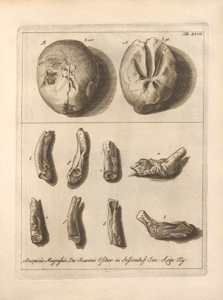 Naturalis Dispositio Echinodermatum Natural Arrangement of Echinoderms Pl28 1734