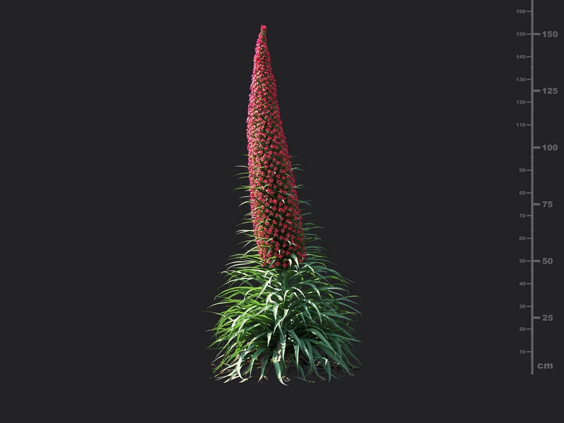 Maxtree - Plant Models Vol.115