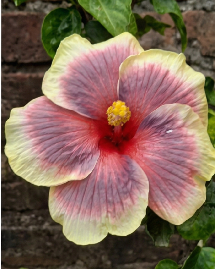 Hibiscus Pushpa Belladonna — view 3