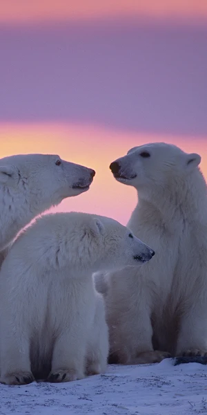 Polar Bear Family 4K iPhone Wallpaper Background