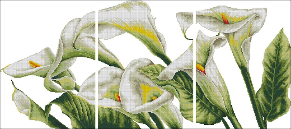 CMP 340007 Calla