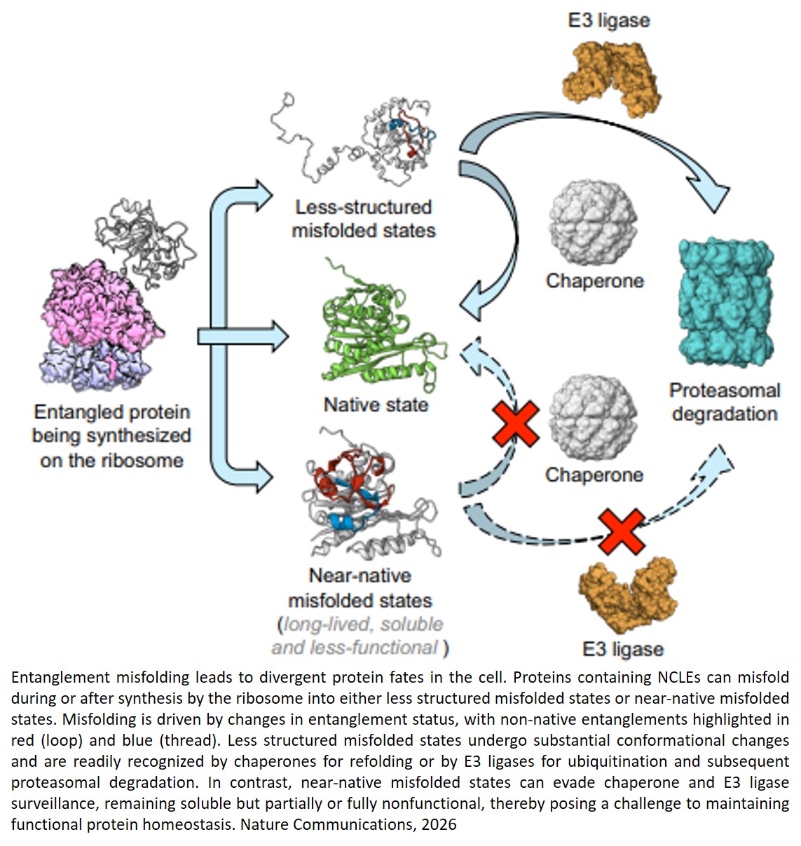 Why some misfolded proteins do not undergo proteasomal degradation