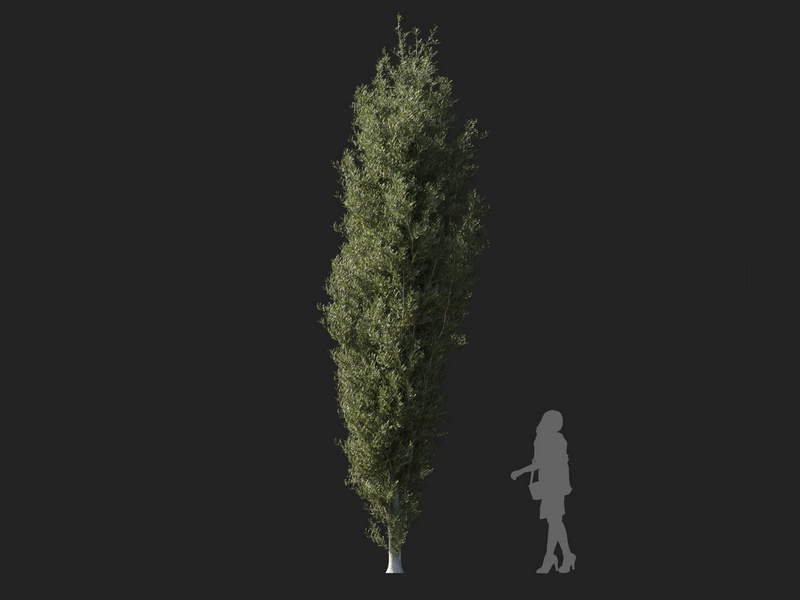 Maxtree - Plant Models Vol.127