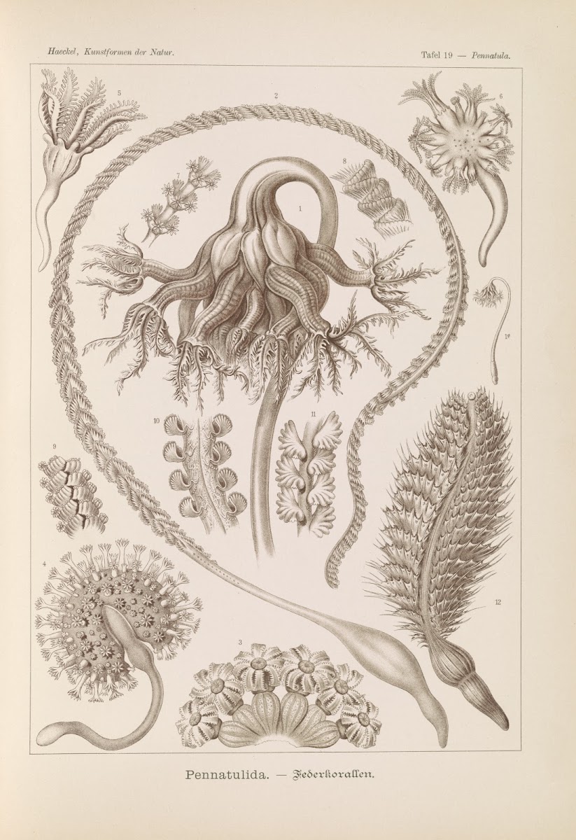 Pennatulida  Federkorallen 1904