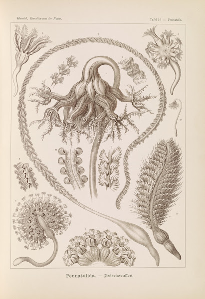 Pennatulida  Federkorallen 1904
