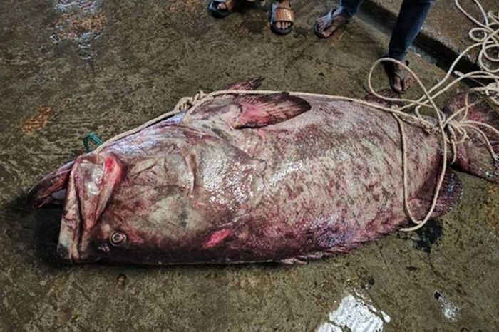 Con cá 'khủng' 200kg mắc lưới, ngư dân bán được hàng chục triệu đồng - Chuyên trang Góc nhìn pháp lý - Tạp chí Người đưa tin