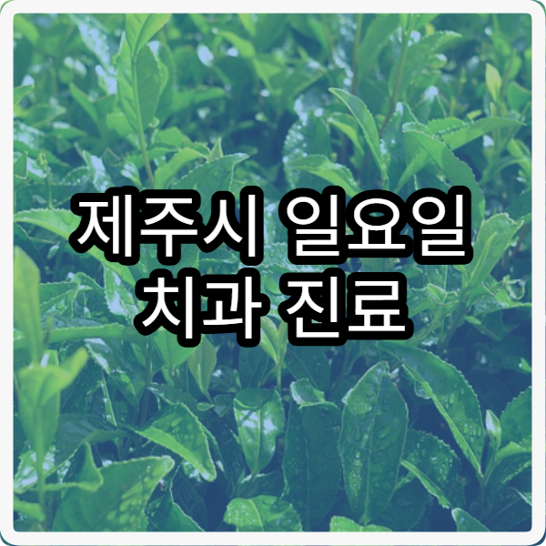 제주시 일요일 치과 진료 병원 치통 응급치료 가능한 치과 찾기