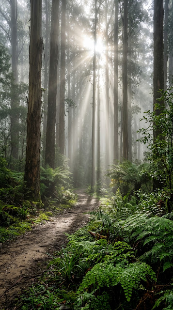 Cinematic Sun Rays Filtering Through Misty Eucalyptus Forest - Free mobile Wallpaper
