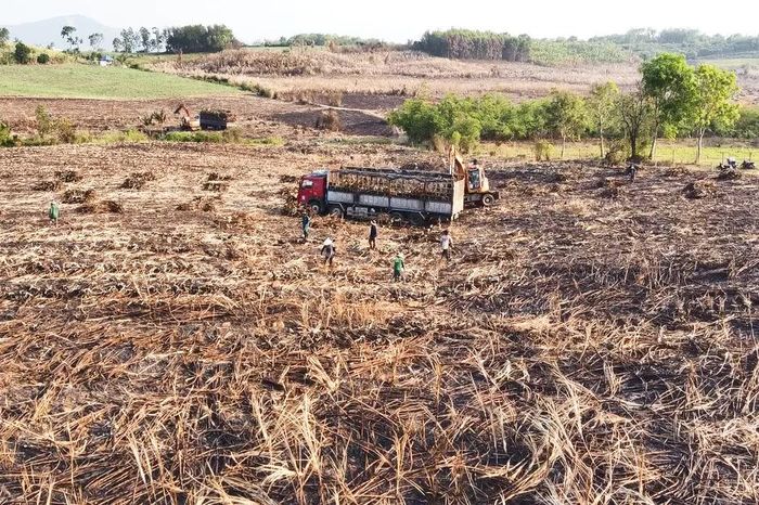 Điều tra làm rõ vụ hơn 134 ha mía ở Đắk Lắk bị cháy - Báo Sài Gòn Giải Phóng