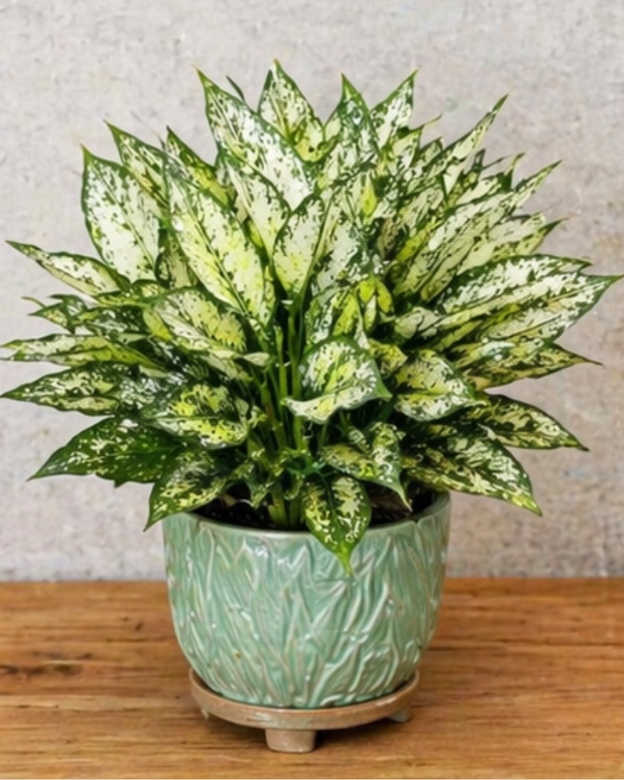 Aglaonema Snow White Indoor Plant — view 6