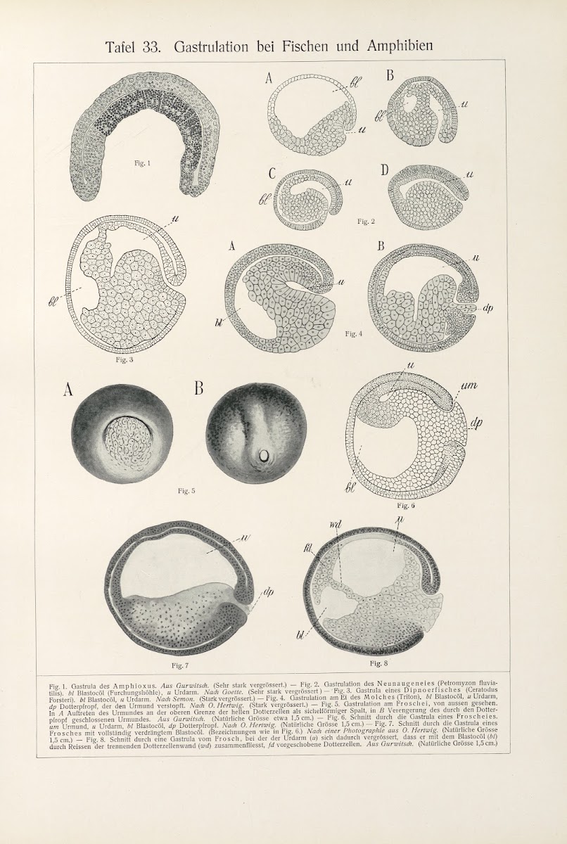 Gastrulation bei Fischen und Amphibien 1909