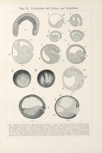 Gastrulation bei Fischen und Amphibien 1909