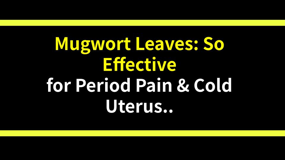Mugwort Leaves: So Effective for Period Pain & Cold Uterus! (Facts You Didnt Know)