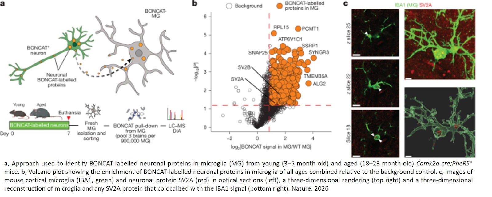 Ageing promotes microglial accumulation of slow-degrading synaptic proteins