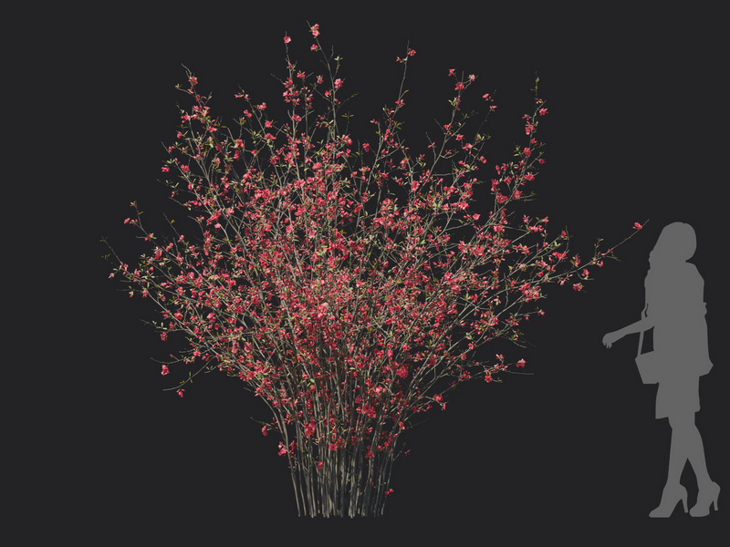 Maxtree - Plant Models Vol.129