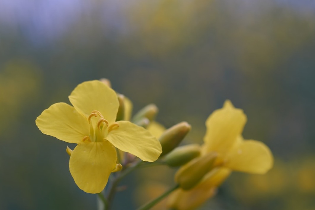 2026년 제주도 유채꽃 명소 완벽 가이드: 개화시기, 숨은 명소, 주차 및 인생샷 팁 총정리