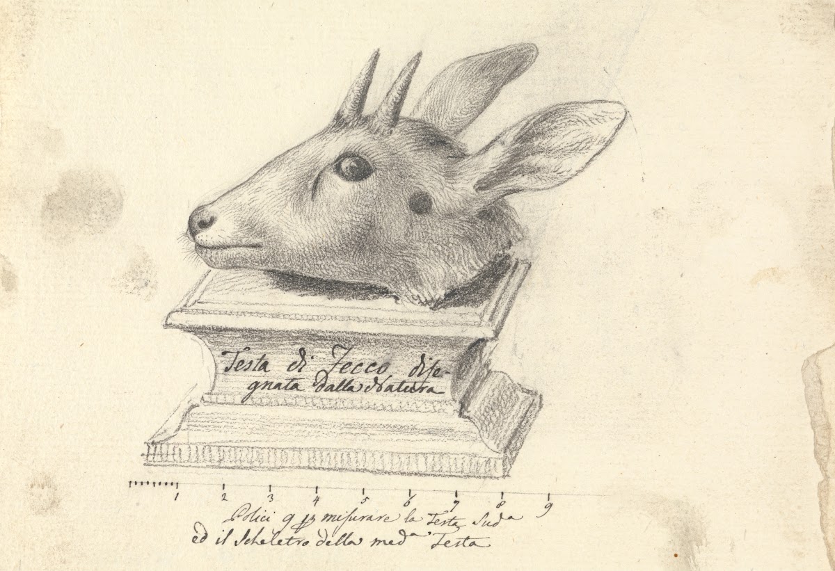 Testa di Fecco