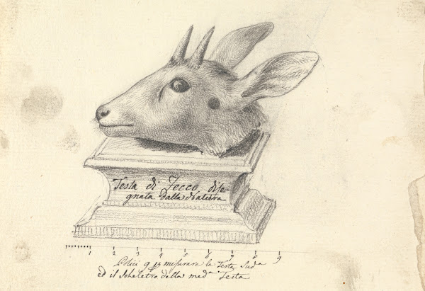 Testa di Fecco