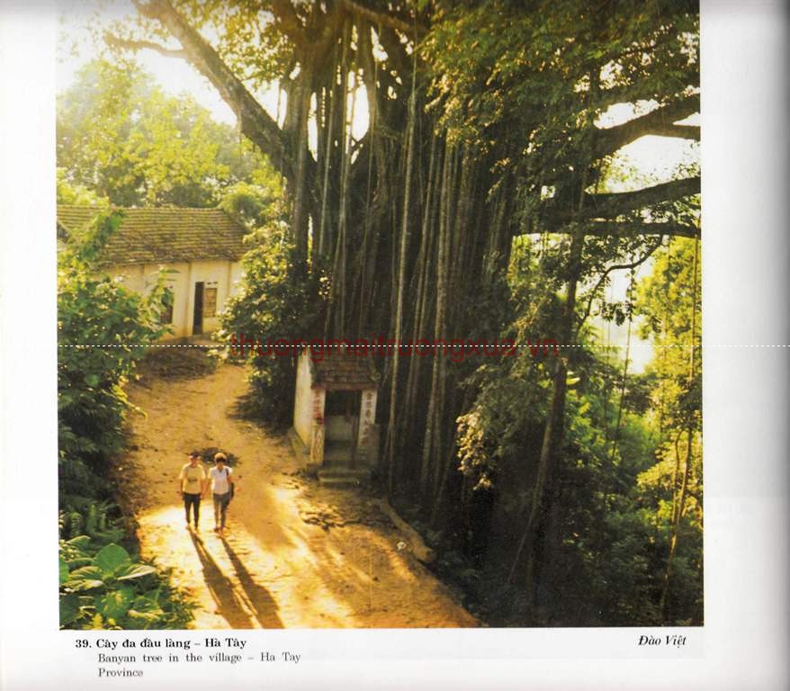 Tập san : Mực tím (số 66 - 1992) - Trang 46