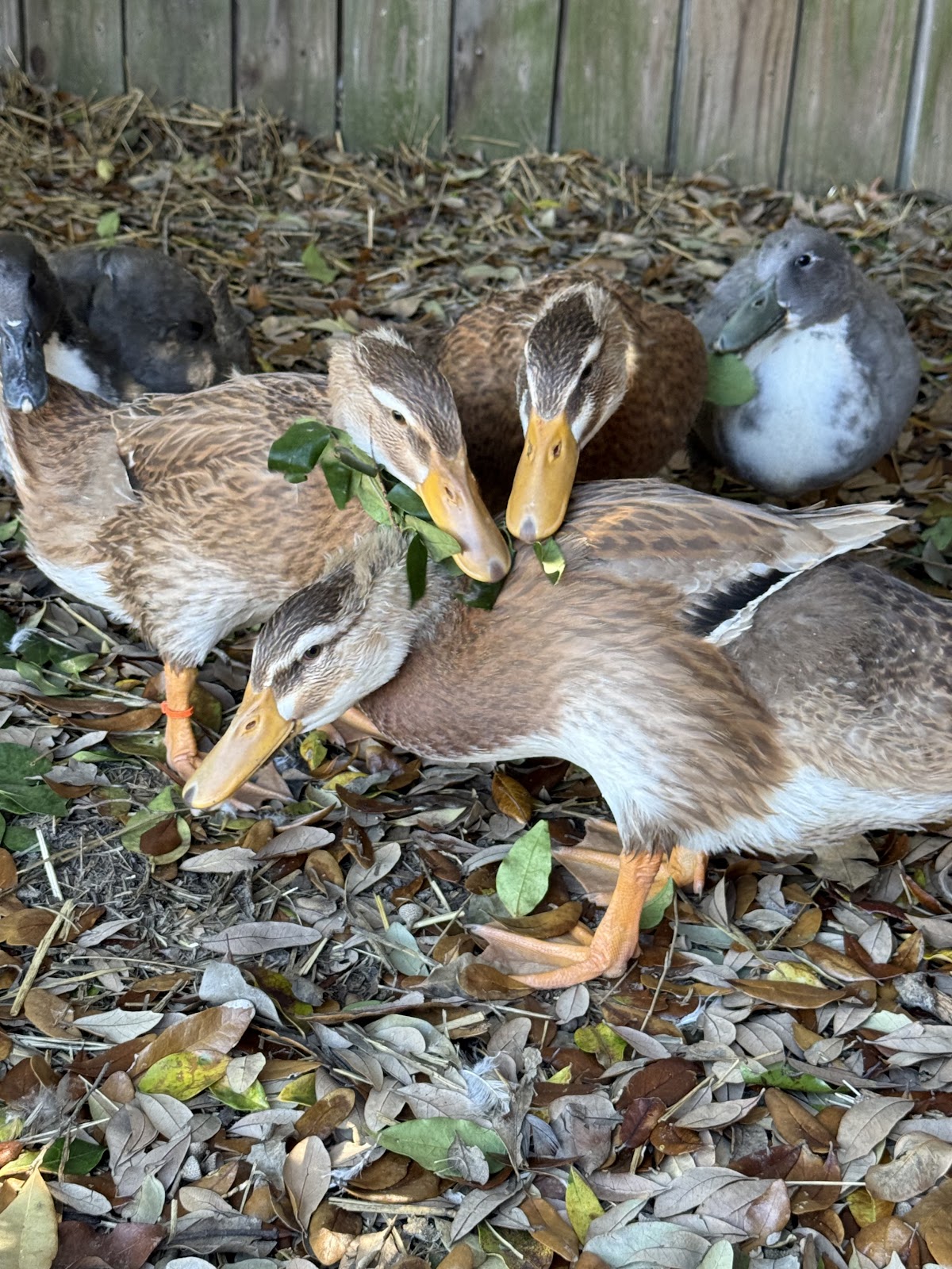 Golden Cascade Duckling