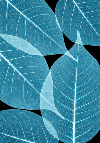 X-Ray Cyan Leaf Veins Black Background