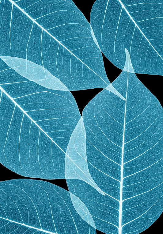X-Ray Cyan Leaf Veins Black Background