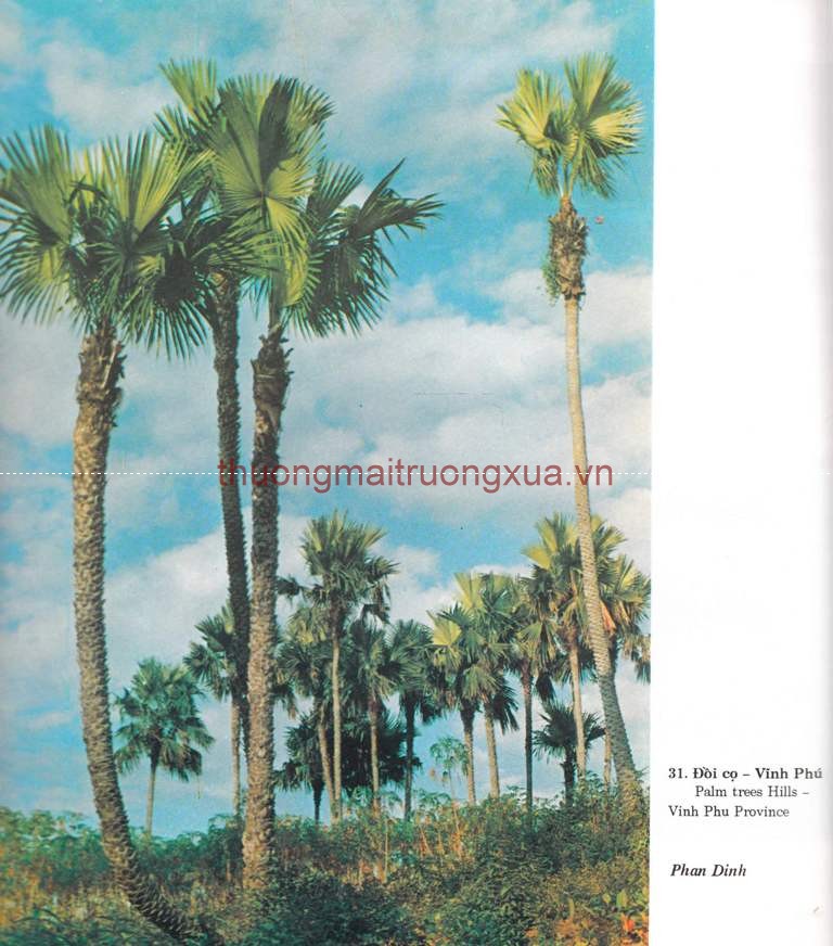 Tập san : Mực tím (số 66 - 1992) - Trang 38