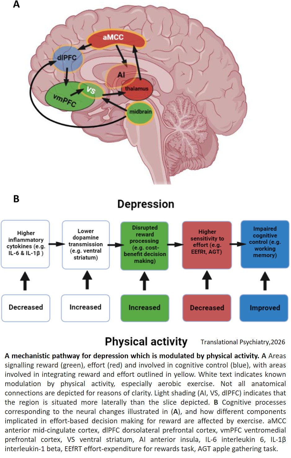 From movement to motivation: a proposed framework to understand the antidepressant effect of exercise