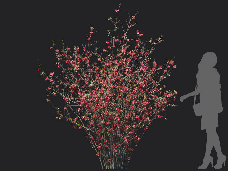 Maxtree - Plant Models Vol.129