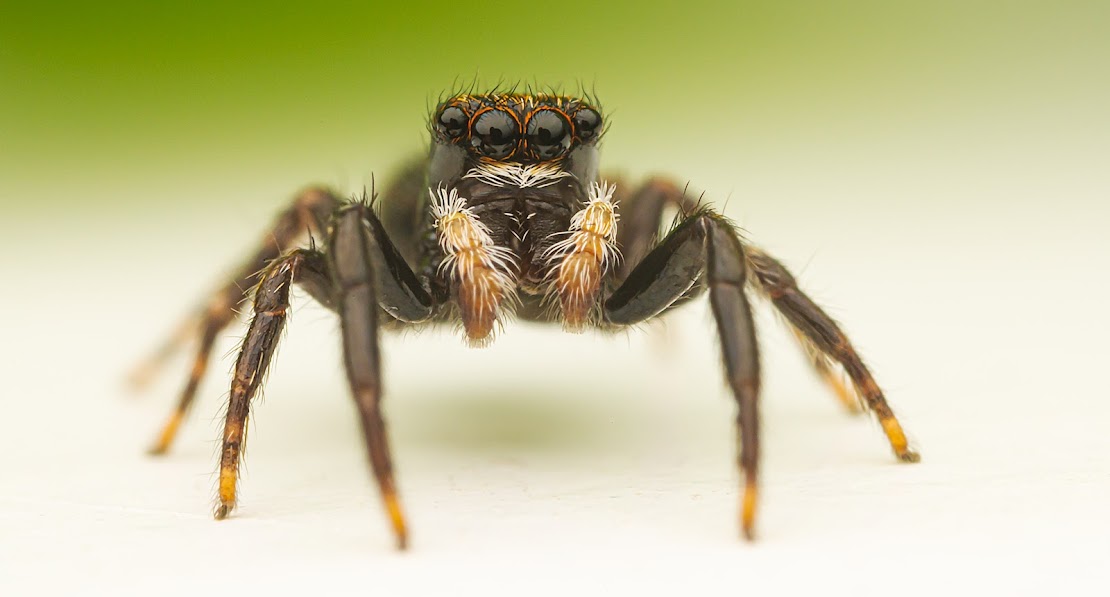 Pseudeuophrys lanigera