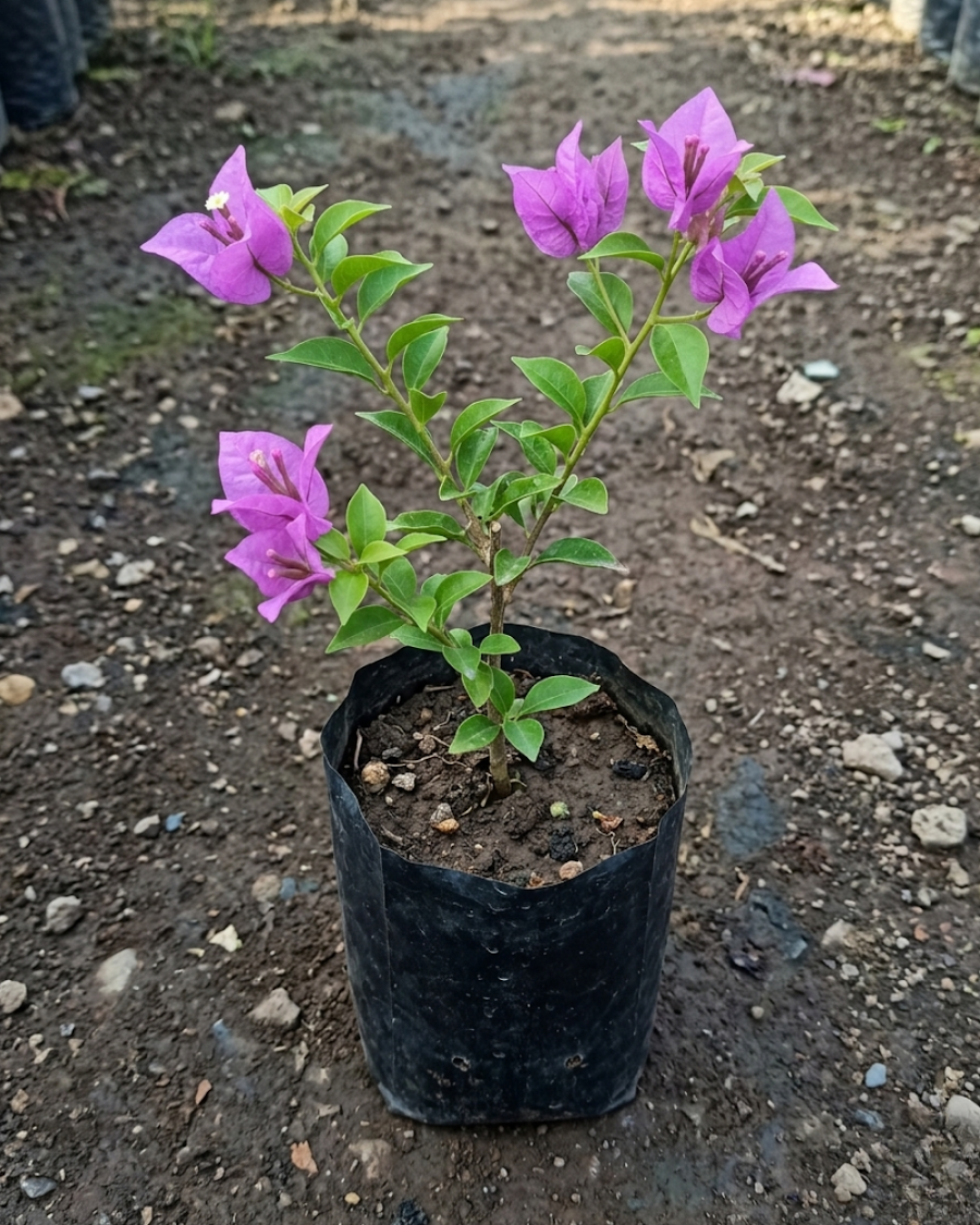 Imported Sweet Dreams Bougainvillea Plant — view 4